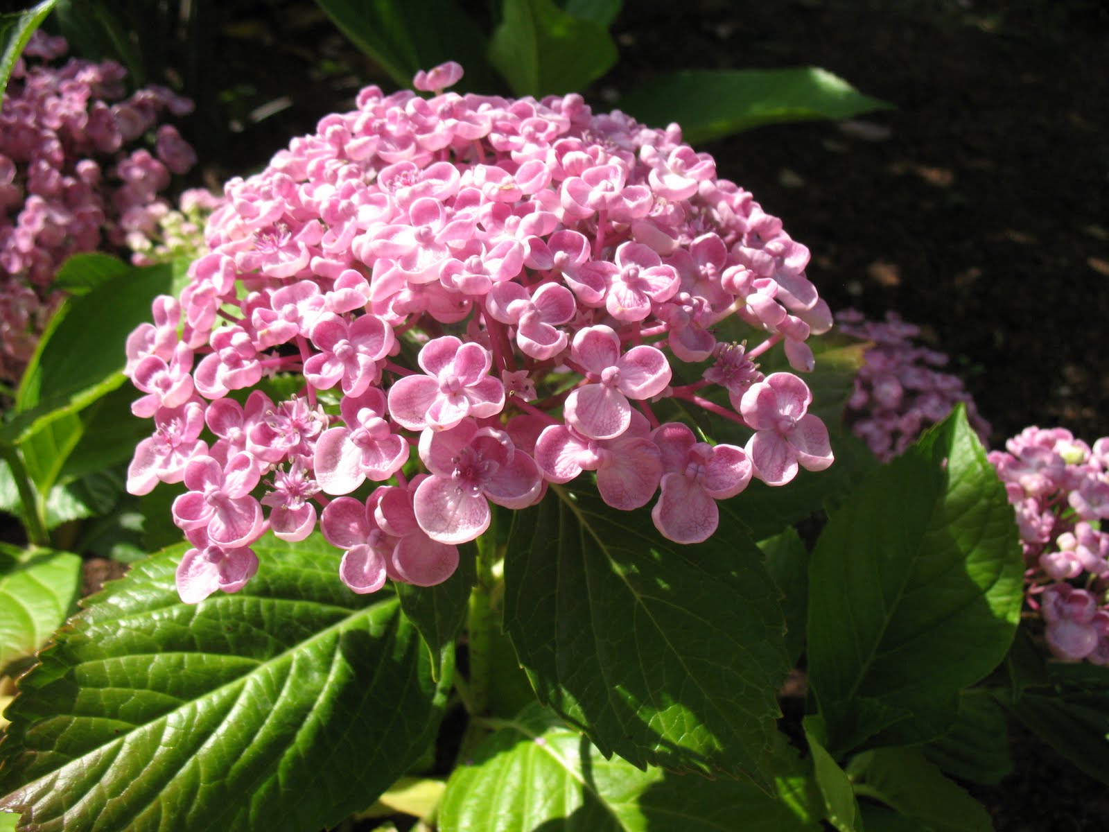 rencontre amitie lyad